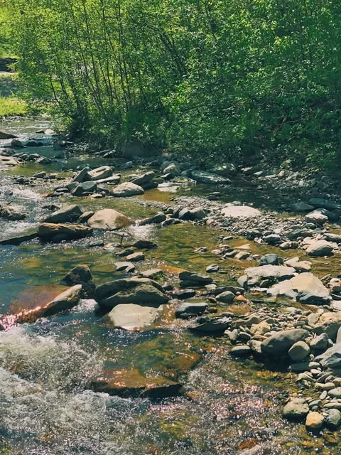 The creek running through the woods in spring